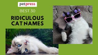 Top 30 Ridiculous Cat Names - Funny and Unique Cat Names 🐈 | PetPress