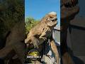 【映画】復活の大地に登場する肉食恐竜たち!/Introducing the carnivorous dinosaurs that appear in Jurassic World: Rebirth!