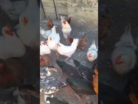 чем кормим собаку, новое место кладки курици