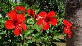 बस एक बार डालिये यह खाद गुड़हल पर आएंगे ढेर सारे फूल / How To Get More Flowers On Hibiscus