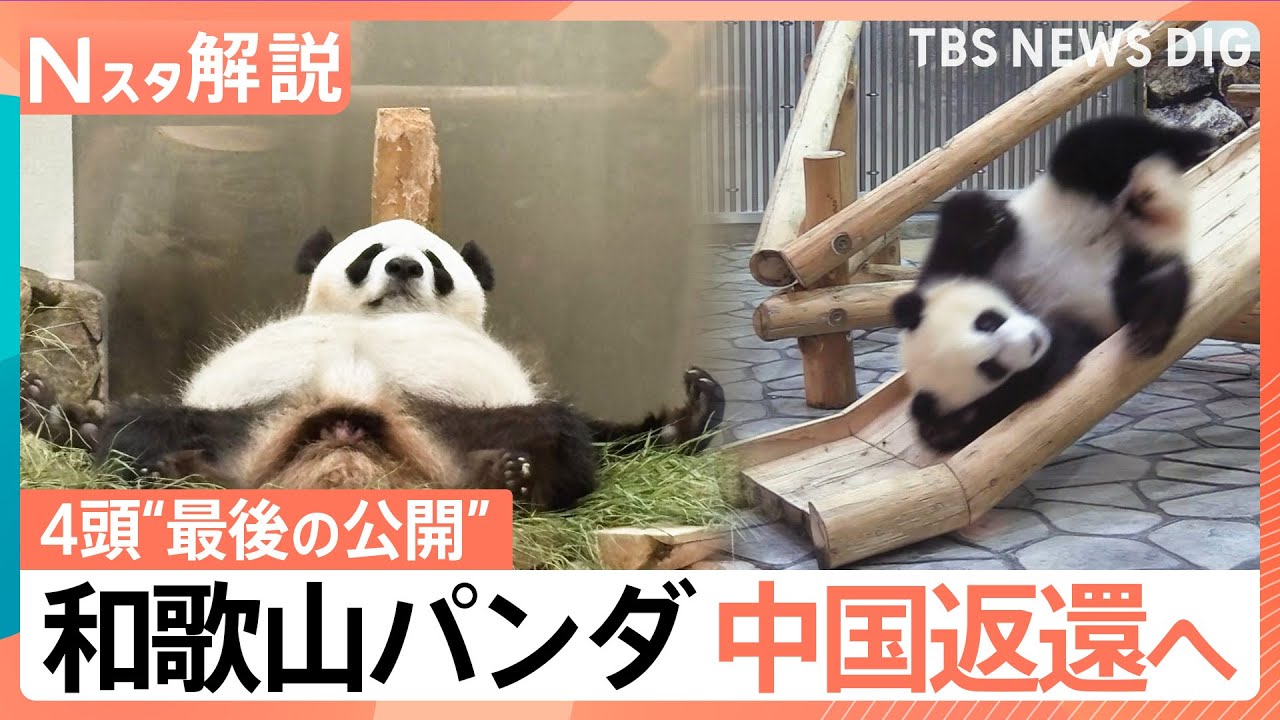 和歌山パンダ“最後の公開” 帰国先の施設はまるでテーマパーク？中国で