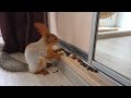 Бельчонок кушает в определённой последовательности... 🤔 The squirrel eats in a certain sequence