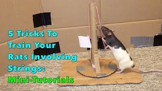 5 Tricks To Train Your Rats Involving Strings: Mini Trick Tutorials