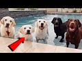 Labrador Lucy Surprises Her Parents and Uncles!!