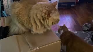 Box blocked by a nosey cat