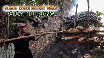 Quá trình thu hoạch hạt Đác của thợ rừng trên núi cảnh hiếm gặp trong đời