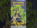 MR TRƯỜNG | #0939607312 | KHẾ GÂN GIÀ QUÁI GL 5TR5... #bonsailuctinhmientay  #khegan #khequai #ltmt