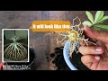 Adenium Root Training From step to step