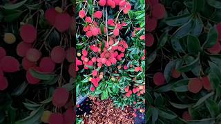 What If Your Neighbors Fruit Falls Into Your Yard fruit fruit Harvest fruitgarden farmer r