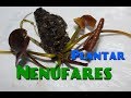 Cómo PLANTAR y REPRODUCIR NENÚFARES en ESTANQUES |HD|