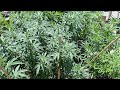 Cannabis outdoor homegrow flowering week 1