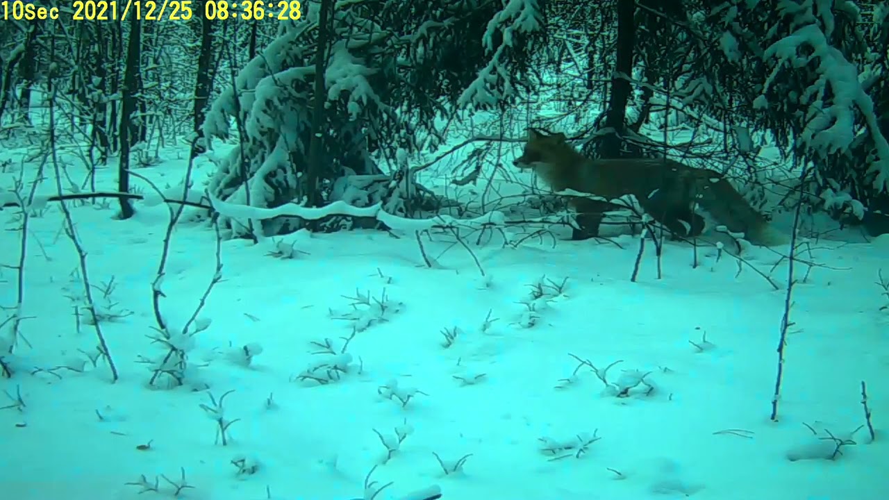 Лисица Тарловка НП Нижняя Кама - YouTube