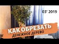 Как обрезать денежное дерево, толстянку, крассулу | Март 2019