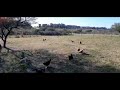 Sonidos de la NATURALEZA , campo con gallinas para ESTUDIAR y CONCENTRARSE , relax :)