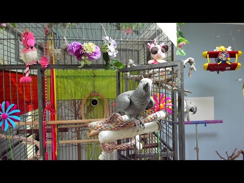 (<strong>Live</strong> on-air)동물농장이랑 맞짱뜨는 앵무새 [youtubird][앵무새똘이] Korean-<strong>gray</strong> parrot [K-parrot]