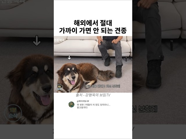 해외에서 절대 가까이 가면 안 되는 견종