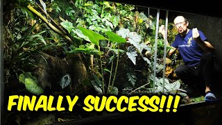 FROGS ARE MULTIPLYING!
Go to https://surfshark.com/darkden for an extra 4 months Surfshark
Merch and Stuff:
https://thedarkden.eu/
Tarantula Cribs Enclosures:
Arboreal: http://tinyurl.com/yc7fh6wv
Fossorial: http://tinyurl.com/437882rf
Terrestrial: http://tinyurl.com/yeybwtb6
Full set combo: http://tinyurl.com/pex5mx5d
Fan Mail Address (MAKE SURE TO DECLARE THE PACKAGE AS A GIFT WITHOUT A VALUE, OTHERWHISE THE CUSTOMS WILL RETURN IT)
Marko Petkovic
Ul. Zvonimira Goloba 3
48000 Koprivnica
Croatia
Complete Tarantula guide video:
https://youtu.be/9i4QK587R0E
2nd channel:
https://www.youtube.com/channel/UCw-3y_PAXQbtkrCZAn6xhSg
Patreon: https://www.patreon.com/thedarkden
FB: https://www.facebook.com/thedarkden
IG: https://www.instagram.com/the_dark_den/
TW: https://twitter.com/the_dark_den
Business inquiries: business@thedarkden.eu
Intro and outro song:
https://www.youtube.com/watch?v=FV5wQzElfUw
00798
phyllobates vittatus
breeding
janglearium FROGS ARE MULTIPLYING!