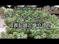 #124{多肉植物 Succulent}プロリフェラの成長記録と増やし方を動画にまとめました。プロリフェラを使った寄せ植えもあります〜☆0:14