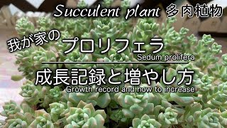 #124{多肉植物 Succulent}プロリフェラの成長記録と増やし方を動画にまとめました。プロリフェラを使った寄せ植えもあります〜☆0:14