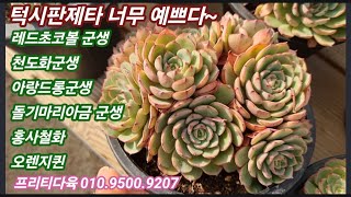 턱시판제타군생 너무 예뻐요 ~ 레드초코볼, 핑크바니군생, 돌기마리아금군셍, 아랑드롱군생, 오렌지퀸 대박 ~프리티다육 010.9500.9207💕 by 다육이를부탁해 Korean succulent plants 1,796 views 4 days ago 21 minutes