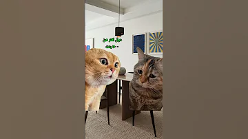 أصل إحنا عيلة بتخلف كتير لايك Cat Comedy 