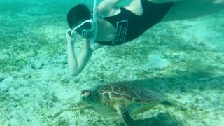 宮古島で突如現れた美人姉御肌人魚の激写映像をお届けします。