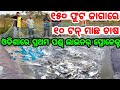 First time in youtube introducing pond liner project of pangas fish harvest upto 10 tons in odisha