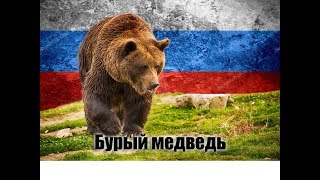 Бурый медведь. Интересные факты. Бурый медведь. Интересные факты.