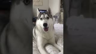 Husky throws Tantrums