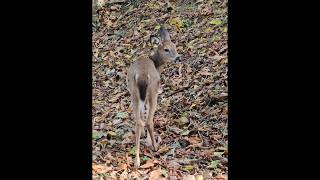 Beautiful encounters with nature 🥰✨️🦌
Always seeking beauty. . . Aligning with Venus, and with nature. 🙏✨️🦌
.
.
.
#Venus #stargazer #deer #squirrel #natureismyteacher Beautiful encounters with nature 🥰✨️🦌