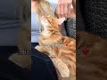 Mein💕🐈