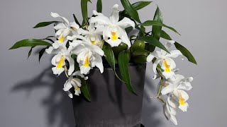 Орхидея ЦЕЛОГИНА КРИСТАТА (Coelogyne cristata ). Цветение. Уход в домашних условиях, личный опыт.