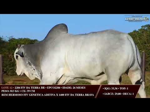 LOTE 12   EPCO 2284
