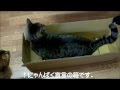 猫のための「箱と詰替つめとぎのコラボ」