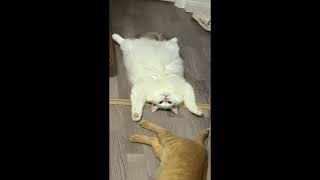 Живой коврик #Funny_Animals #cats #shorts