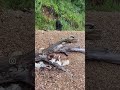 Охранник года 🐶 (Зато он Красивый😍) #хаска #владивосток #никтрип