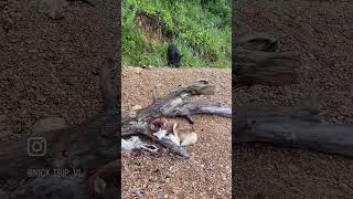 Охранник года 🐶 (Зато он Красивый😍) #хаска #владивосток #никтрип