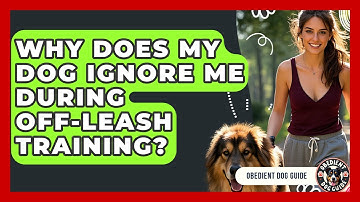 Why Does My Dog Ignore Me During Off-leash Training? - Obedient Dog Guide