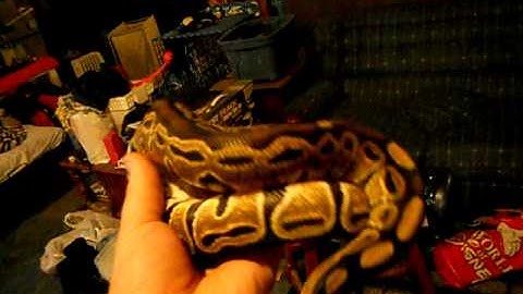 Ball Python collection Update (8/24/2011)