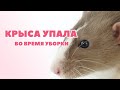 УБОРКА У КРЫС 🐀 | крыса упала | новый домик 🌸