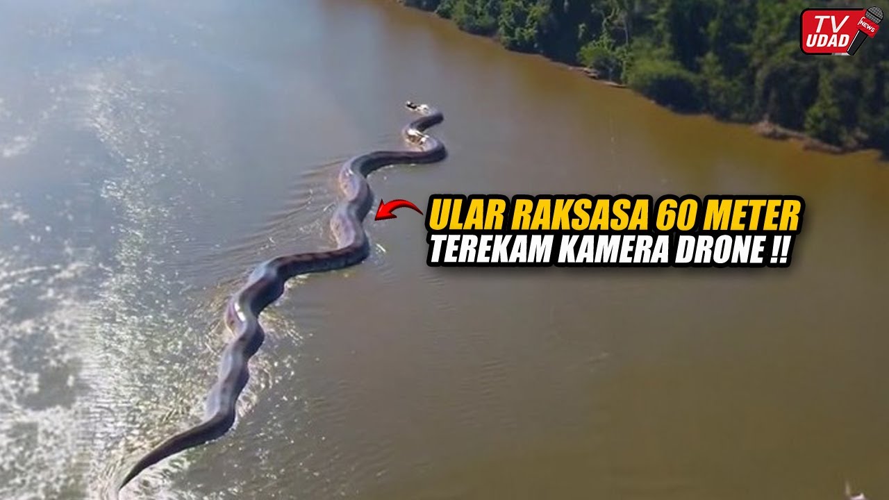 Viral!! Pilot Drone Rekam Ular Raksasa Sepanjang 60 Meter Muncul di Sungai Amazon. Gegerkan Dunia...
