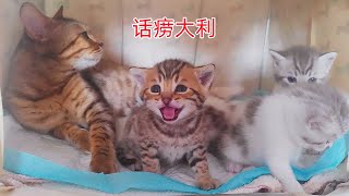 流浪豹猫生的四只小奶猫，它毛色像妈妈，面对镜头不怯场，善表达