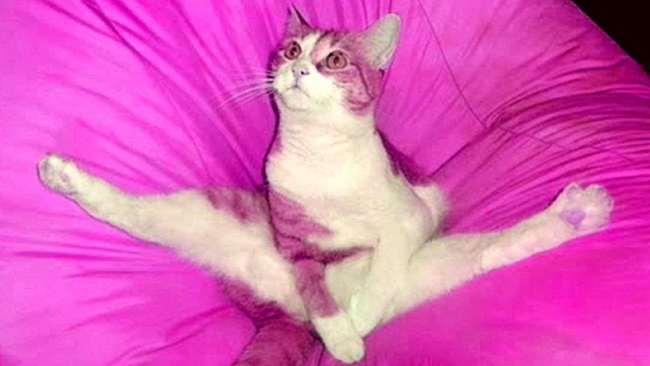 😄 Faze comice 😄 Pisici amuzante 😄 Dorel 😄 Incearca sa nu razi 😄 Mori de ras 😄 Faze amuzante 😄