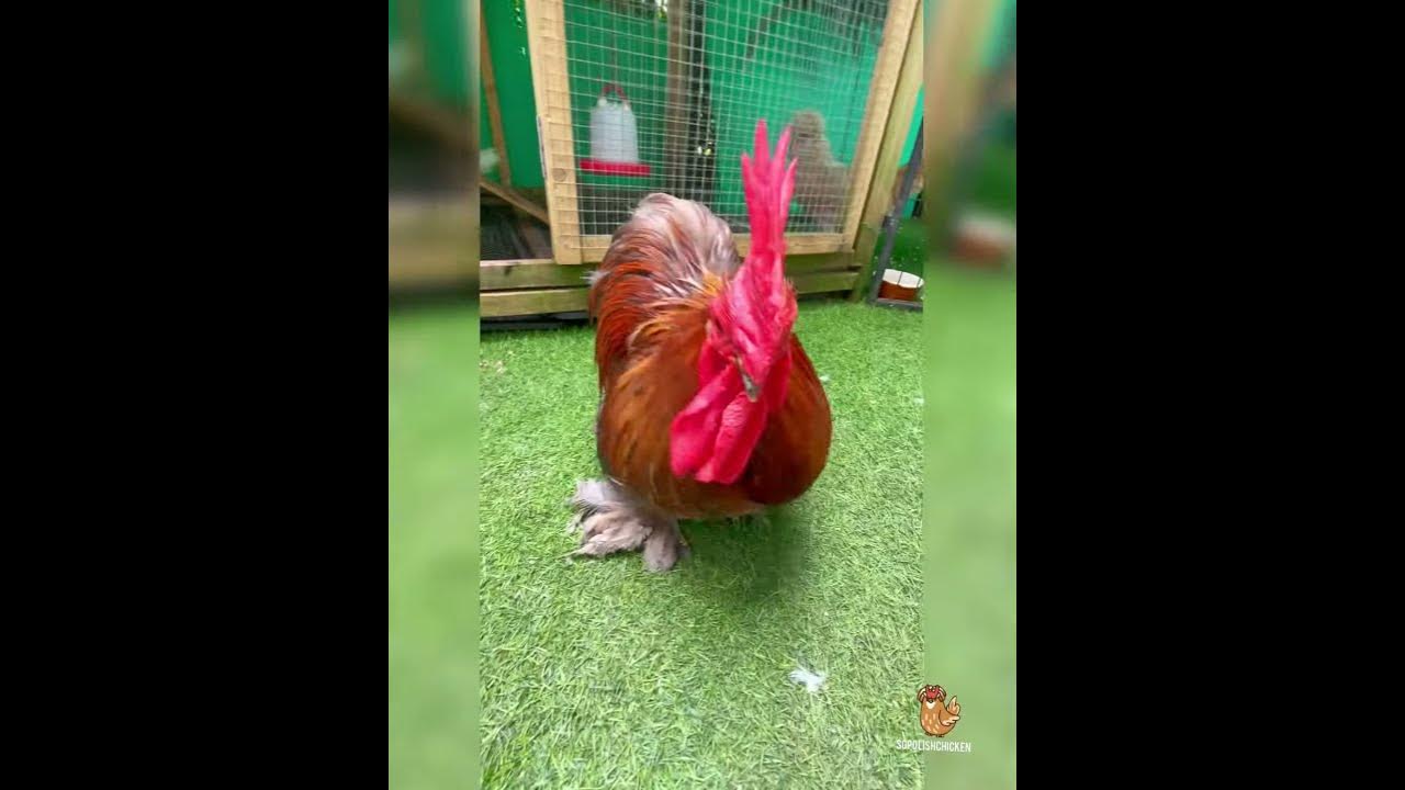 How To Stop Pet Roosters from Crowing SGPolishChicken YouTube