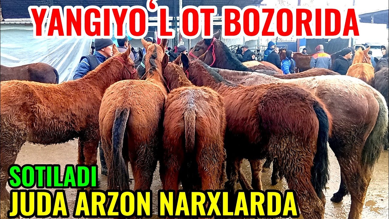 YANGIYOʻL OT BOZORIDAGI BUGUNGI NARXLAR 🐎🐎🐎