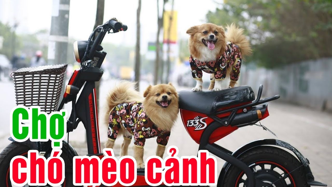 Bất ngờ chú chó khôn như chó nghiệp vụ tại chợ chó mèo Hà Đông