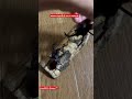 Beetle’s Fight in Japan 🇯🇵 😂(Kabuto Mushi VS Kuwagata Mushi) Jap Kid`s Pet. (My Son`s)