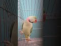 🦜📍mithu❤️ #parrot #birds #cute #animals #trending #shorts #new #short #viral #reels #funny #ytshorts