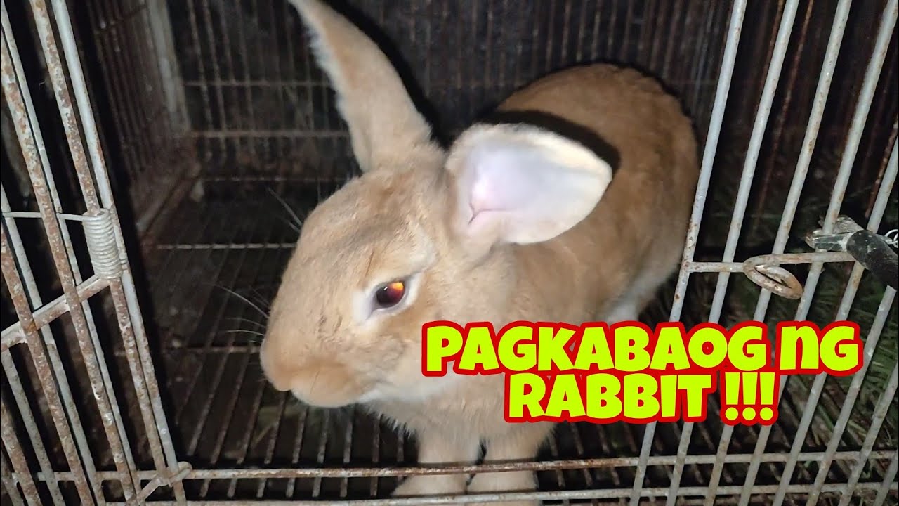 Bakit nababaog ang rabbit | pagkabaog ng ating mga rabbit | paano