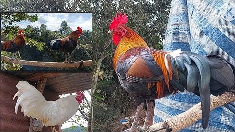 saib qaib dib nawb leej twg nyiam tus twg nug tau nawb